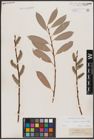 Foto von Salix caprea L. x Salix daphnoides Vill.